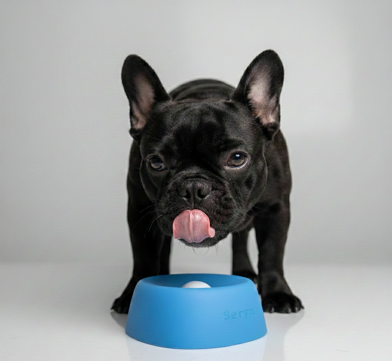 Transform Your Anxious Dog In