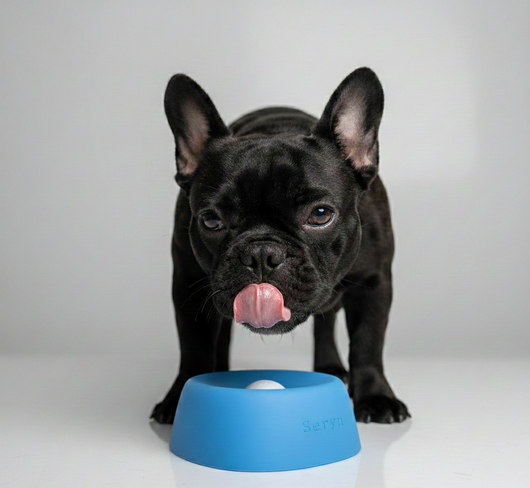 The Seryn™ Zen Pup Bowl